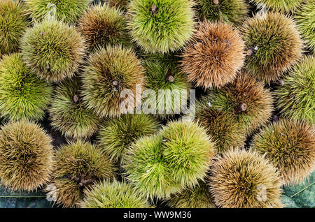 Kastanien und Igel nur abgeholt. Herbstliche Komposition Stockfoto