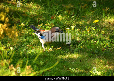 Eurasischen jay Vogel unter einer Eiche schaut neugierig in die Kamera, garrulus glandarius auf der Suche nach Nahrung Stockfoto