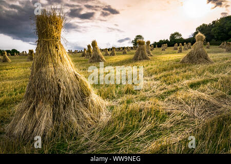 Dies ist ein Bereich, in Irland mit traditionellen Heuballen Stockfoto