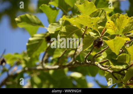 Einzelne offene Mutter Kapsel auf Zweig der Fagus sylvatica Baum im frühen Herbst, Braun leere Kapsel der Europäischen Buche Stockfoto