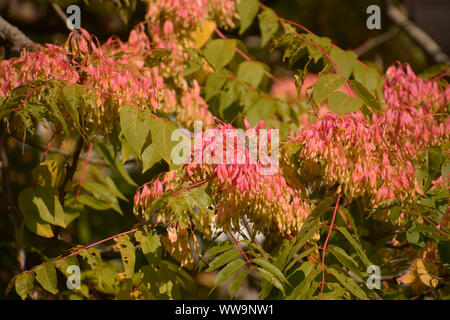 Robinia pseudoacacia Robinie oder Blütenstände farbige autumnally Nah-, Makro, falsche Akazie im Spätsommer Stockfoto
