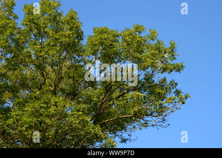 Große Esche oder Fraxinus excelsior vor blauem Himmel, gemeinsame Esche mit Früchten Stockfoto