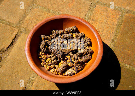 Luwak Kaffee Bohnen - Indonesien Stockfoto