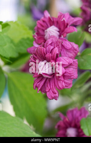 Clematis Comtesse de Bouchaud' Blumen Purpurea Plena Elegans". Stockfoto