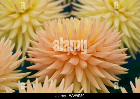 Dahlie 'Cherwell Goldcrest' Blumen. Stockfoto