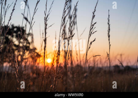 Gras Stiele bei Sonnenaufgang Silhouette in der Grafschaft Oxfordshire. Oxfordshire, England Stockfoto