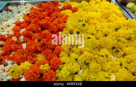 Haufen von schönen Orange und Gelb Farbe ringelblume Blumen für Girlanden für den Verkauf in einem Supermarkt verwendet werden und die erfassten Zoom für Wünsche, Bilder Stockfoto