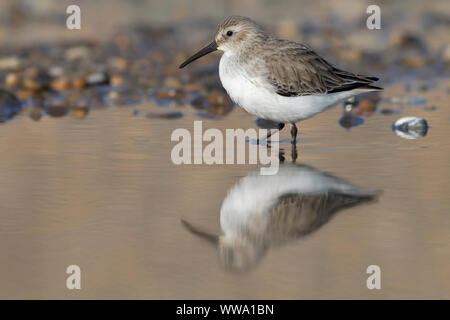 Alpenstrandläufer, Calidris Alpina, einem einzigen Winter - nicht die Zucht Gefieder Vogel und Reflexion in einem Pool, an der Küste North Norfolk, Januar Stockfoto