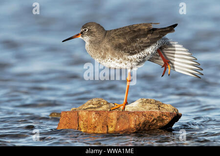 Rotschenkel Tringa totanus,, einem einzigen winter Gefieder Vogel ruht auf einem Felsen in einer Lagune und Stretching seine Flügel, Norfolk, November Stockfoto