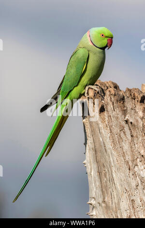 Ring necked Parakeet, Psittacula Krameri, einen erwachsenen Vogel, Oktober, London Stockfoto