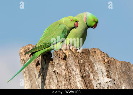 Ring necked Parakeet, Psittacula krameri, ein Zuchtpaar im Nest Website, Oktober, London Stockfoto