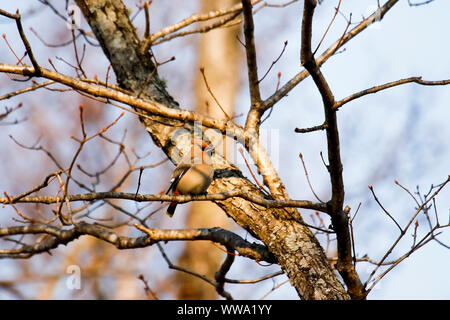 , Waxwing Bombycilla garrulus, Petrova Cordon. Lazovsky Nature Reserve, sikhote-alin Mountain Range. Japon Meer. Primorski Krai. Russland, Asien Stockfoto