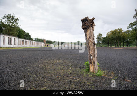 13. September 2019, Brandenburg, Fürstenberg/Havel: Kasernen und einen toten Baum auf dem Gelände der Gedenkstätte Ravensbrück. Die Gedenkstätte Ravensbrück feiert den 60. Jahrestag ihrer Gründung (12.09.) Am 14. September 2019 mit einem ganztägigen Programm. Zusätzlich zu einer Ausstellungseröffnung, das Programm umfasst ein Buch Präsentation, eine Podiumsdiskussion mit Teilnehmern der Eröffnungsveranstaltung und das Diskussionsforum "Ravensbrück 2030". Foto: Soeren Stache/dpa-Zentralbild/ZB Stockfoto