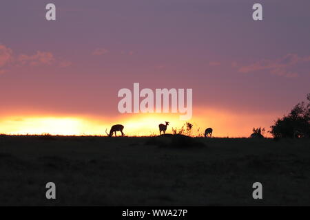 Impala Silhouetten im Abendlicht, Masai Mara National Park, Kenia. Stockfoto