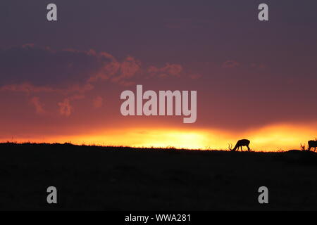 Impala Silhouetten im Abendlicht, Masai Mara National Park, Kenia. Stockfoto