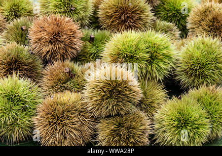 Herbst Zusammensetzung von Kastanien und Igel einfach Stockfoto