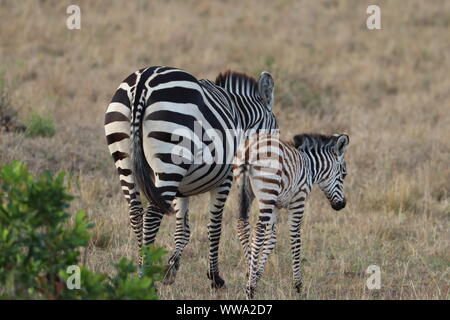 Zebra Fohlen und seine Mama, Masai Mara National Park, Kenia. Stockfoto