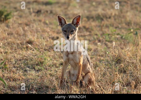 Weiblich black-backed Jackal in der Savanne, Masai Mara National Park, Kenia. Stockfoto