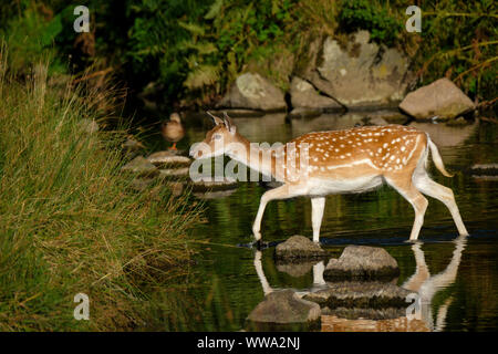 Ein damwild Kreuzung einen Stream. Stockfoto