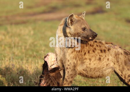 Tüpfelhyäne mit einem GPS-Halsband Fütterung auf ein Gnus Kopf, Masai Mara National Park, Kenia. Stockfoto