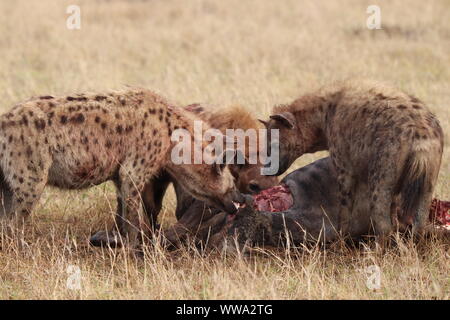 Gruppe von tüpfelhyänen Fütterung auf ein Gnus Karkasse, Masai Mara National Park, Kenia. Stockfoto