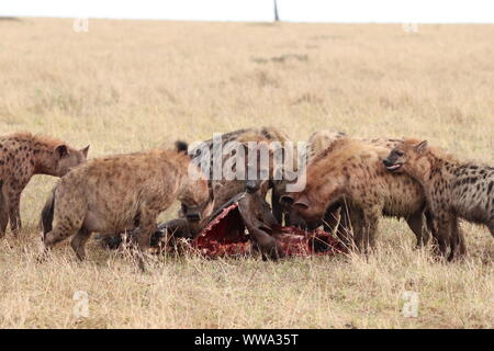 Gruppe von tüpfelhyänen Fütterung auf ein Gnus Karkasse, Masai Mara National Park, Kenia. Stockfoto