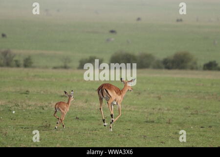 Mama und Baby aufspießen unter dem Regen, Masai Mara National Park, Kenia. Stockfoto