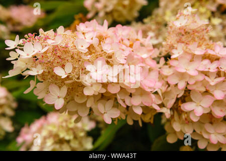 Blütenstand der Weiß-Rosa panicled Hortensienblüten close-up Stockfoto
