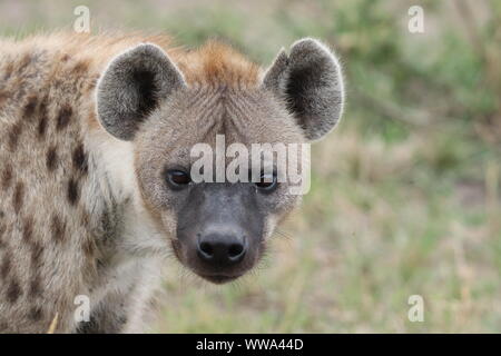 Tüpfelhyäne Gesicht Nahaufnahme, Masai Mara National Park, Kenia. Stockfoto