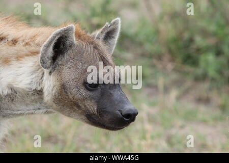 Tüpfelhyäne Gesicht Nahaufnahme, Masai Mara National Park, Kenia. Stockfoto