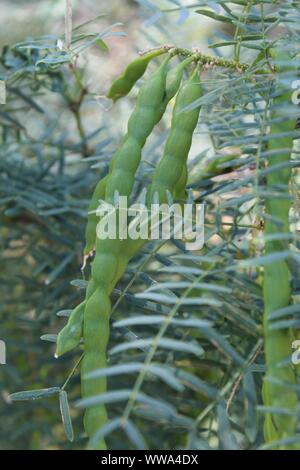 In Big Morongo Canyon Preserve wächst eine Pflanze, botanisch klassifiziert als Prosopis Glandulosa, und Allgemein wie Honig Mesquite. Stockfoto