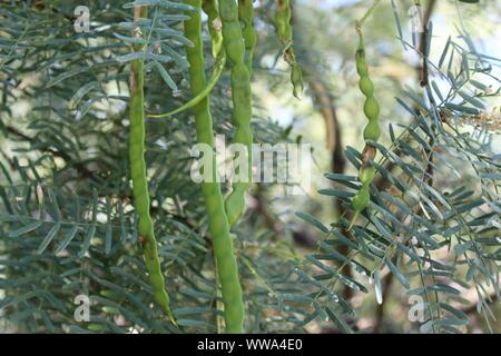 In Big Morongo Canyon Preserve wächst eine Pflanze, botanisch klassifiziert als Prosopis Glandulosa, und Allgemein wie Honig Mesquite. Stockfoto