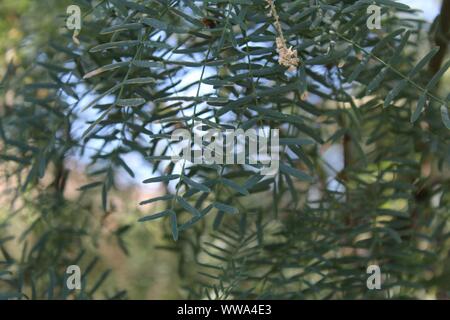 In Big Morongo Canyon Preserve wächst eine Pflanze, botanisch klassifiziert als Prosopis Glandulosa, und Allgemein wie Honig Mesquite. Stockfoto