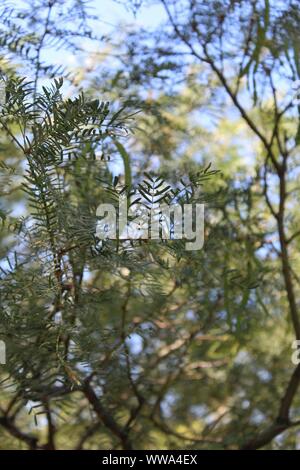 In Big Morongo Canyon Preserve wächst eine Pflanze, botanisch klassifiziert als Prosopis Glandulosa, und Allgemein wie Honig Mesquite. Stockfoto