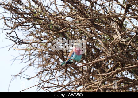 Lilac-breasted Roller in einem Baum, Masai Mara National Park, Kenia. Stockfoto