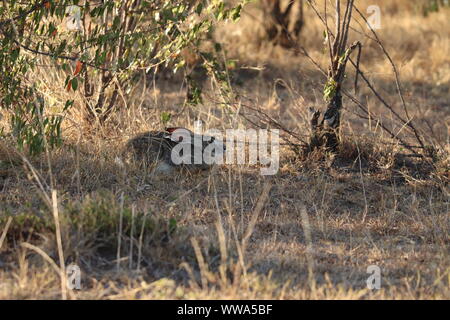 Hase versteckt im Gras, Masai Mara National Park, Kenia. Stockfoto