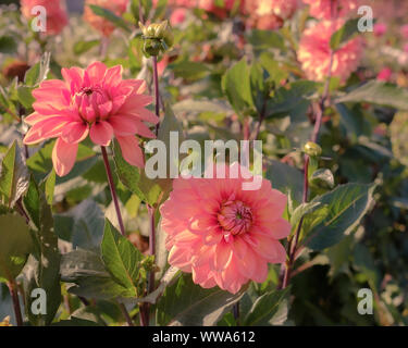 Rosa/Orange Dahlien Stockfoto