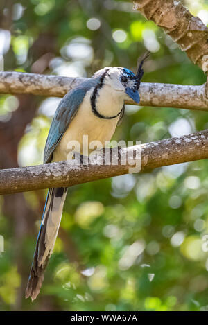 White-throated magpie - Jay, Calocitta Formosa, exotischen Vogel auf einem Zweig in Costa Rica Stockfoto