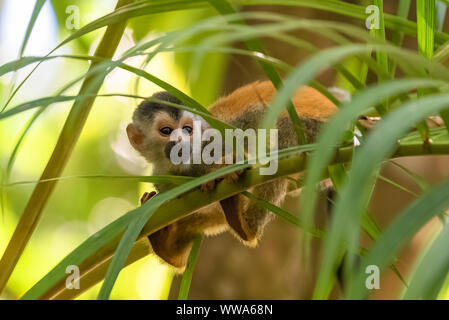 Kapuziner, Affe auf einem Baum in den Dschungel, Costa Rica Stockfoto