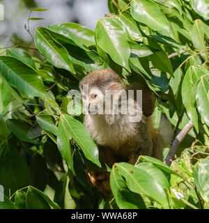 Kapuziner, Affe auf einem Baum in den Dschungel, Costa Rica Stockfoto