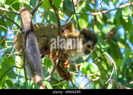 Kapuziner, Affe auf einem Baum in den Dschungel, Costa Rica Stockfoto