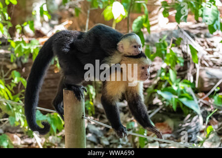 Kapuziner, Affe auf einem Baum in den Dschungel, Costa Rica Stockfoto