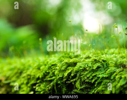 Nahaufnahme der Sporophyt Kapsel von Moos und Wassertropfen auf dem Boden wachsenden Stockfoto