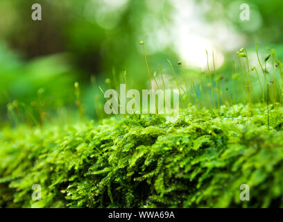 Nahaufnahme der Sporophyt Kapsel von Moos und Wassertropfen auf dem Boden wachsenden Stockfoto