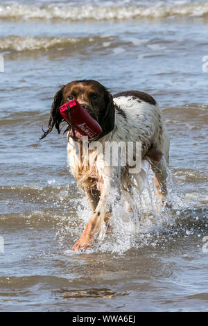 Southport, Merseyside, 14. September 2019. 5 Jahre alten Springer Spaniel 'Dexter' hat eine große Zeit, als Er läuft durch die eingehenden Tidal Waters entlang der Küste von Southport Strand in Merseyside. Credit: cernan Elias/Alamy leben Nachrichten Stockfoto