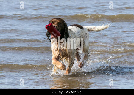 Southport, Merseyside, 14. September 2019. 5 Jahre alten Springer Spaniel 'Dexter' hat eine große Zeit, als Er läuft durch die eingehenden Tidal Waters entlang der Küste von Southport Strand in Merseyside. Credit: cernan Elias/Alamy leben Nachrichten Stockfoto