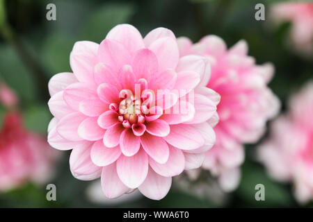 Dahlia Blumen in verschiedenen Farben Stockfoto