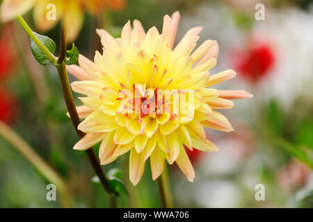 Dahlia Blumen in verschiedenen Farben Stockfoto