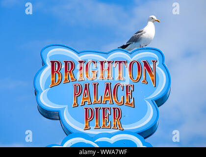 Brighton, England, August 2, 2019: eine Möwe sitzt auf einem Schild über Brighton Pier Stockfoto