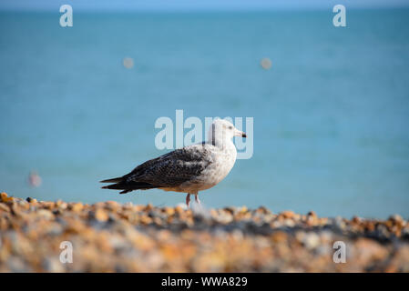 Eine Möwe am Strand von Brighton. Brighton, Großbritannien Stockfoto